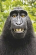 Pamiętasz słynne małpie selfie? Cały gatunek te...